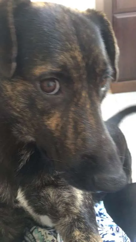 Cachorro ra a SRD idade 1 ano nome Apolo