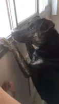 Apolo
