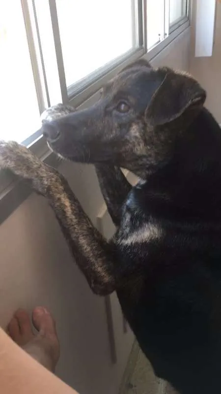Cachorro ra a SRD idade 1 ano nome Apolo