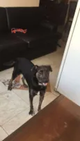 Apolo