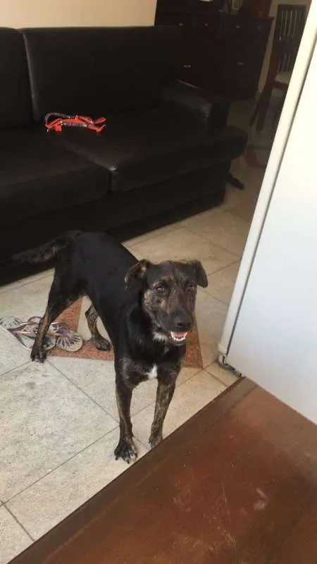 Cachorro ra a SRD idade 1 ano nome Apolo