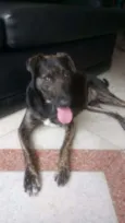 Apolo