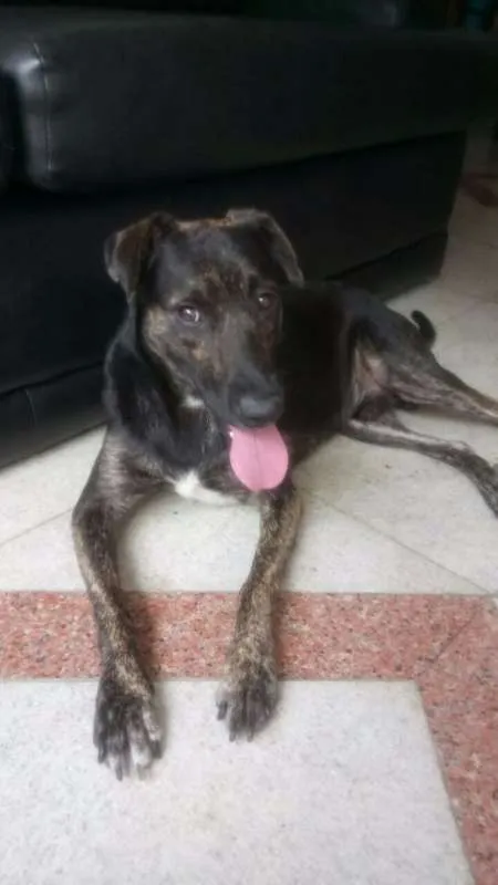 Cachorro ra a SRD idade 1 ano nome Apolo