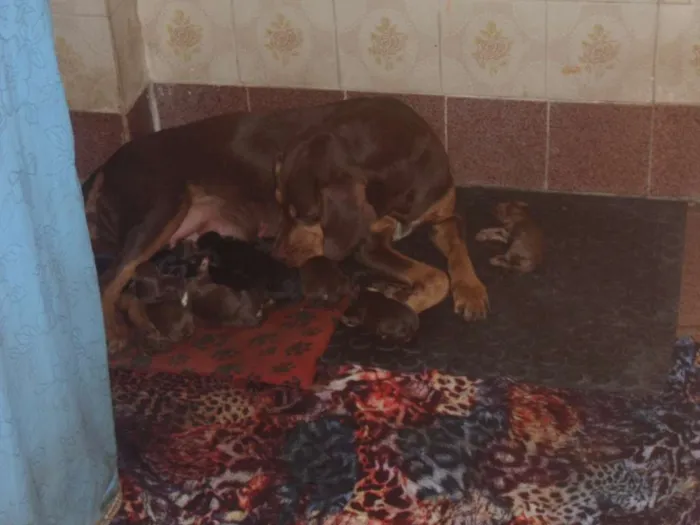 Cachorro raça Vira lata idade Abaixo de 2 meses nome Ainda não tem nome