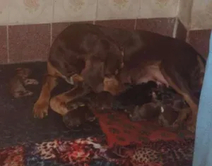 Cachorro raça Vira lata idade Abaixo de 2 meses nome Ainda não tem nome