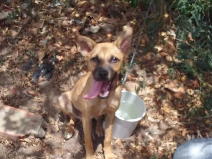 Cachorro raça Misturado idade 2 a 6 meses nome Duke
