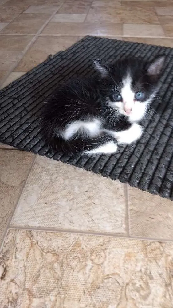 Gato ra a Vira lata idade Abaixo de 2 meses nome Não tem