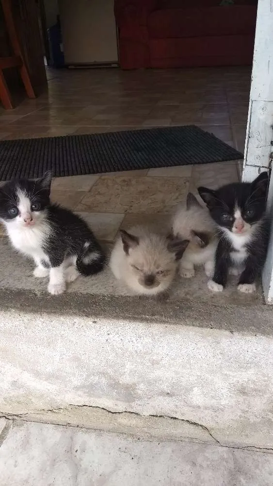 Gato ra a Vira lata idade Abaixo de 2 meses nome Não tem