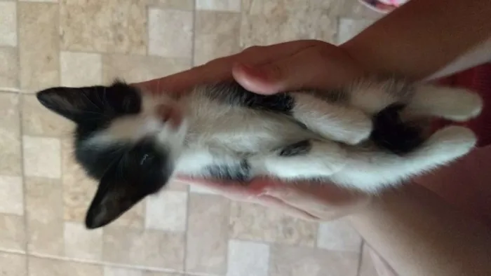 Gato ra a Vira lata idade Abaixo de 2 meses nome Não tem