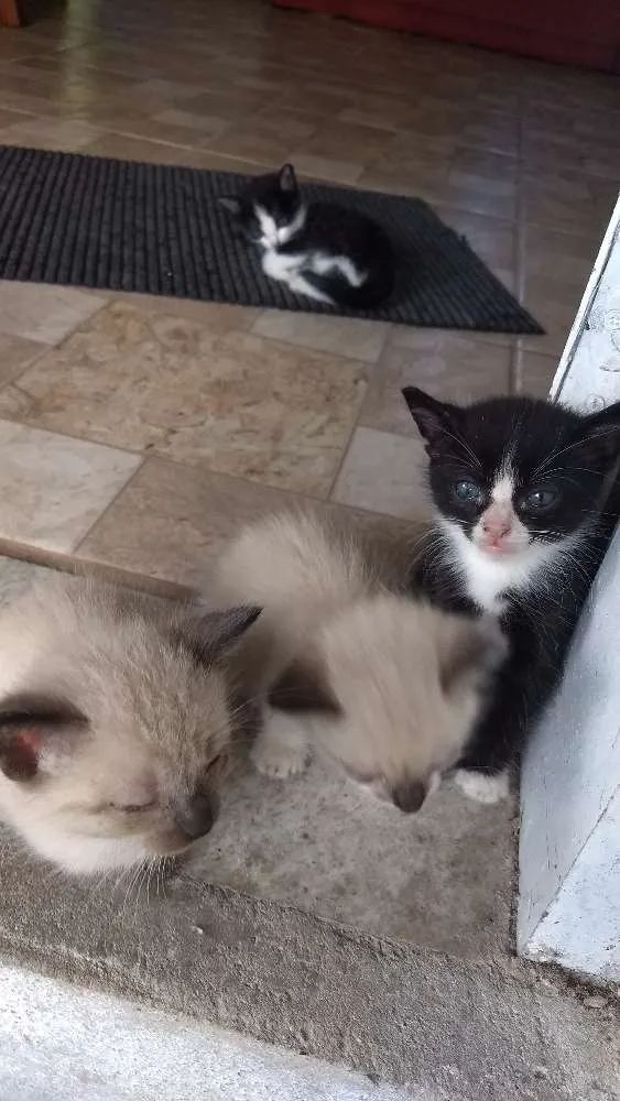 Gato ra a Vira lata idade Abaixo de 2 meses nome Não tem