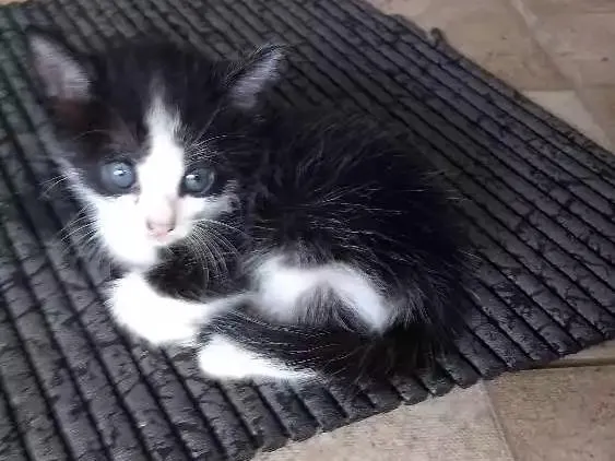 Gato ra a Vira lata idade Abaixo de 2 meses nome Não tem