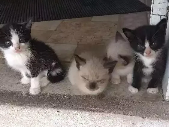 Gato ra a Vira lata idade Abaixo de 2 meses nome Não tem