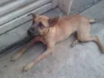 Duke