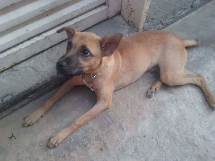 Cachorro raça Misturado idade 2 a 6 meses nome Duke