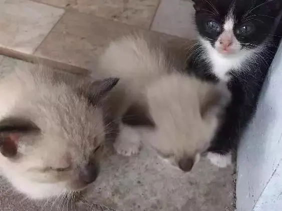 Gato ra a Vira lata idade Abaixo de 2 meses nome Não tem