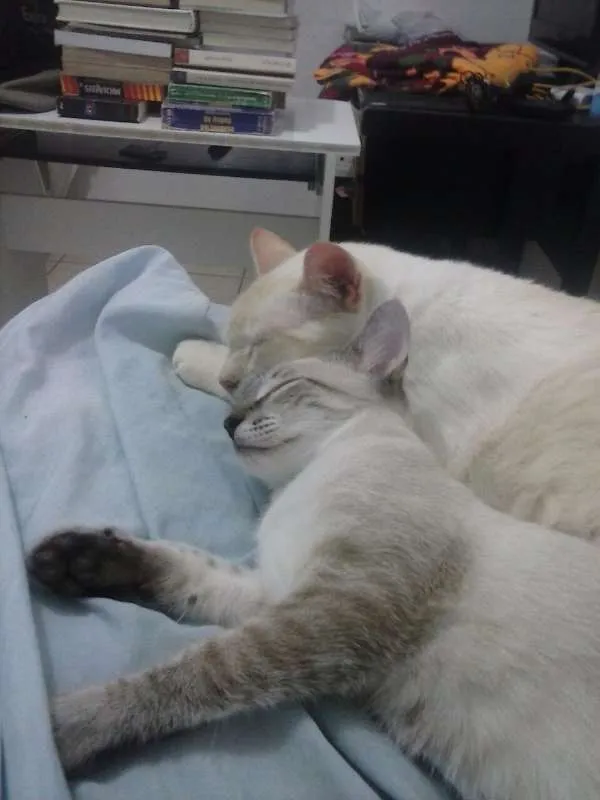 Gato ra a Siamês idade 2 a 6 meses nome Bono