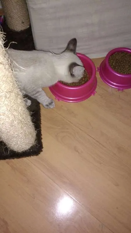 Gato ra a Siamês idade 2 a 6 meses nome Bono