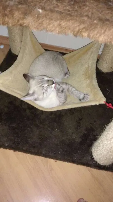 Gato ra a Siamês idade 2 a 6 meses nome Bono