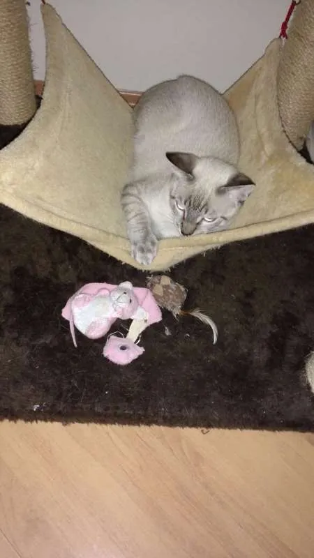 Gato ra a Siamês idade 2 a 6 meses nome Bono