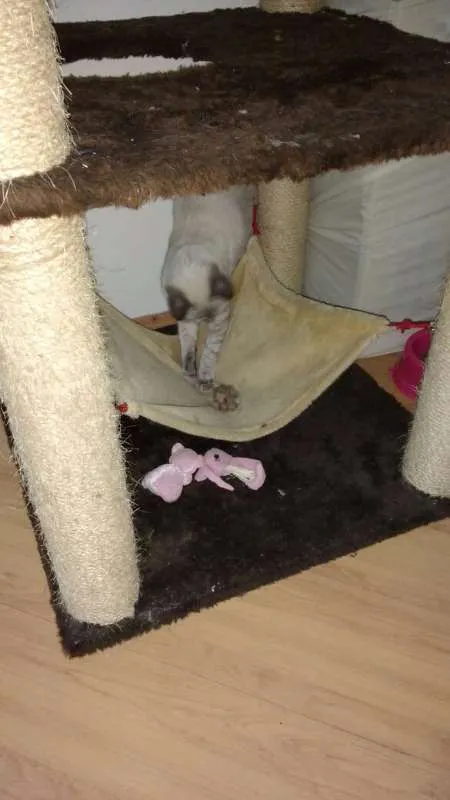 Gato ra a Siamês idade 2 a 6 meses nome Bono