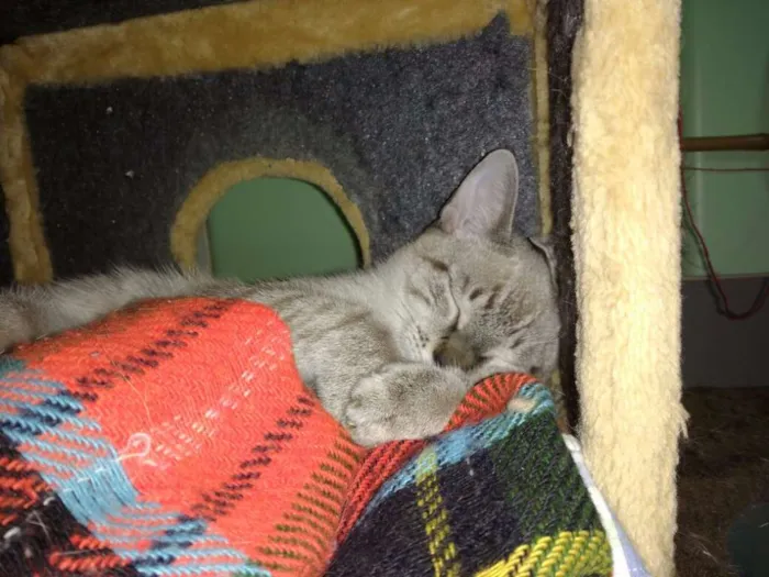Gato ra a Siamês idade 2 a 6 meses nome Bono