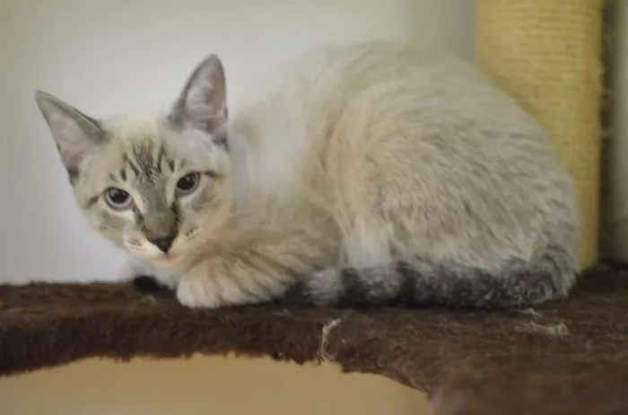 Gato ra a Siamês idade 2 a 6 meses nome Bono