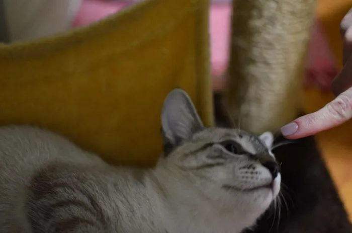 Gato ra a Siamês idade 2 a 6 meses nome Bono