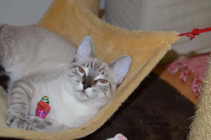 Gato ra a Siamês idade 2 a 6 meses nome Bono