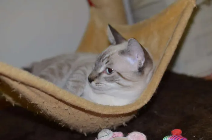 Gato ra a Siamês idade 2 a 6 meses nome Bono