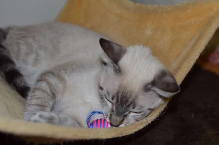 Gato ra a Siamês idade 2 a 6 meses nome Bono