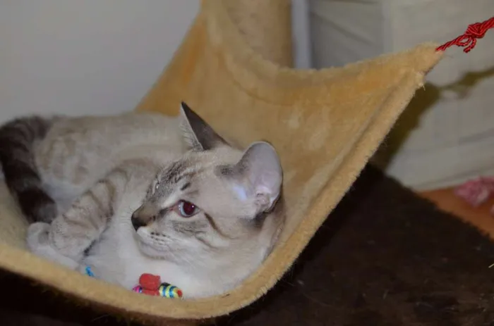 Gato ra a Siamês idade 2 a 6 meses nome Bono