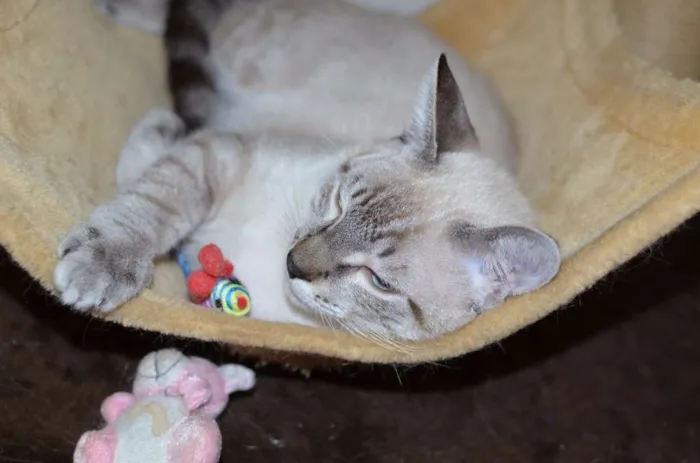 Gato ra a Siamês idade 2 a 6 meses nome Bono