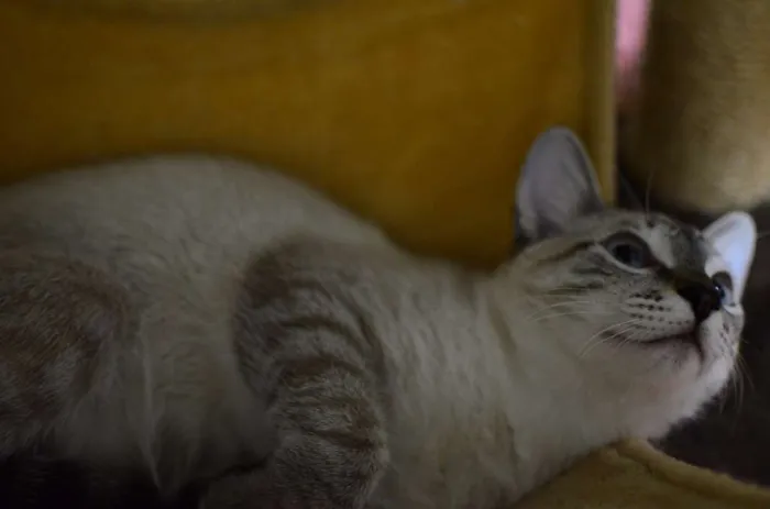 Gato ra a Siamês idade 2 a 6 meses nome Bono