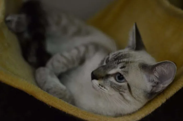 Gato ra a Siamês idade 2 a 6 meses nome Bono