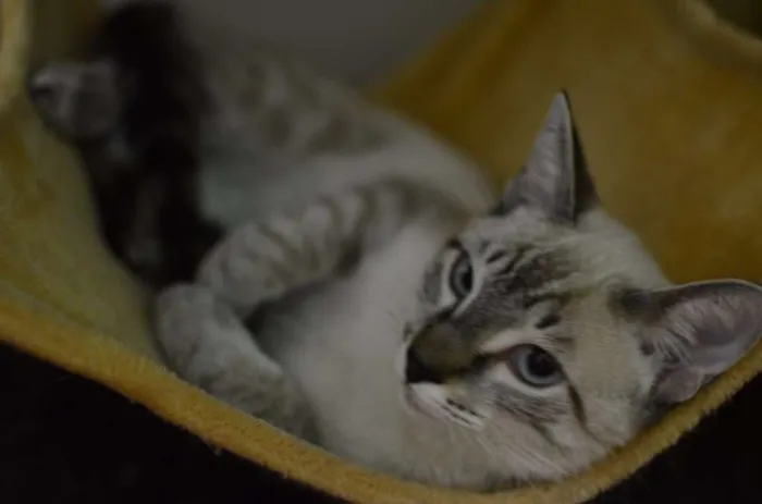 Gato ra a Siamês idade 2 a 6 meses nome Bono