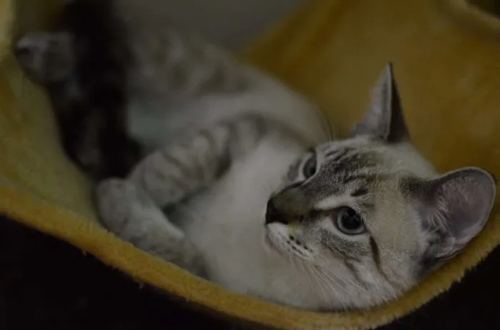 Gato ra a Siamês idade 2 a 6 meses nome Bono