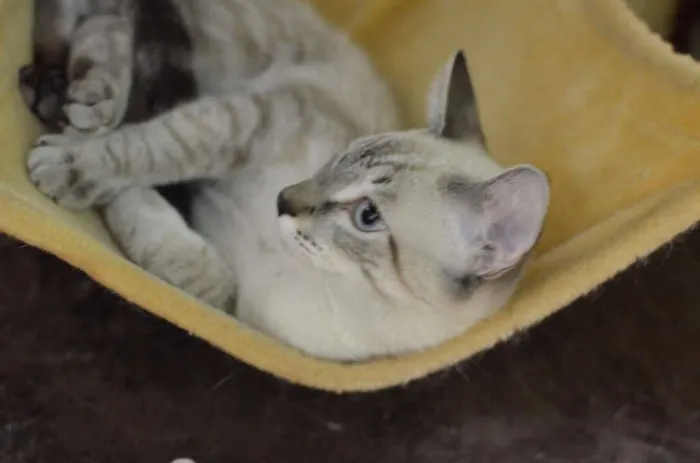 Gato ra a Siamês idade 2 a 6 meses nome Bono