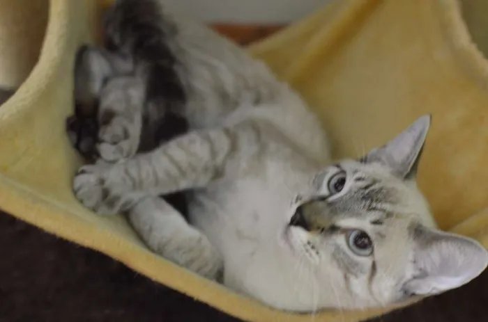 Gato ra a Siamês idade 2 a 6 meses nome Bono