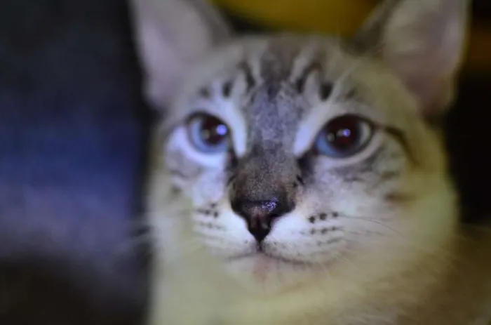 Gato ra a Siamês idade 2 a 6 meses nome Bono