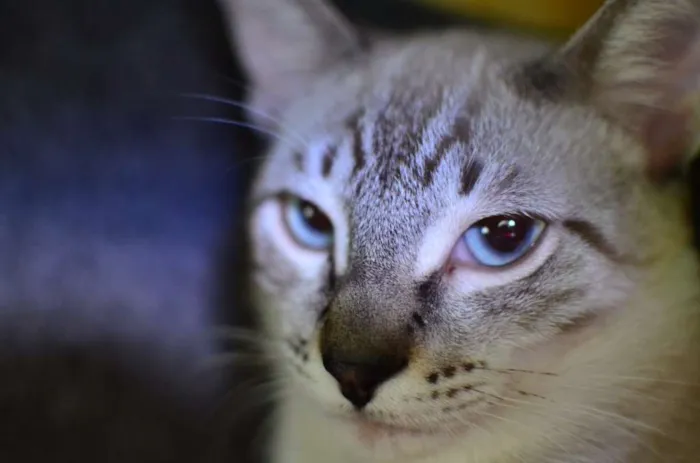 Gato ra a Siamês idade 2 a 6 meses nome Bono
