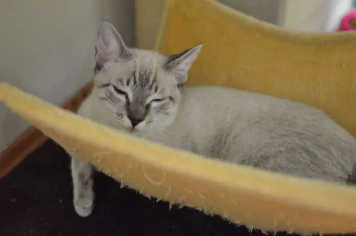 Gato ra a Siamês idade 2 a 6 meses nome Bono