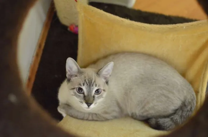 Gato ra a Siamês idade 2 a 6 meses nome Bono