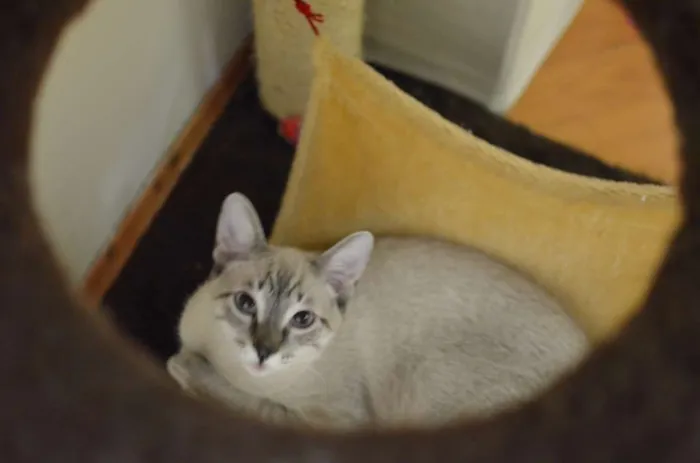 Gato ra a Siamês idade 2 a 6 meses nome Bono