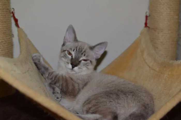 Gato ra a Siamês idade 2 a 6 meses nome Bono