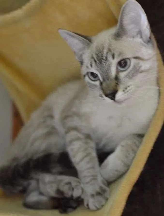 Gato ra a Siamês idade 2 a 6 meses nome Bono