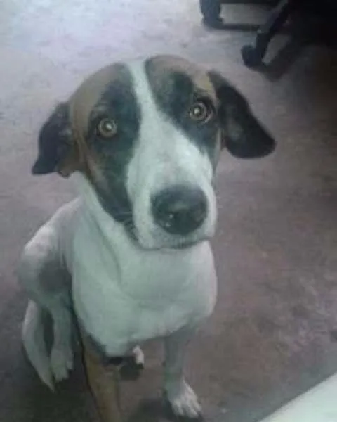 Cachorro raça SDF idade 3 anos nome CELY