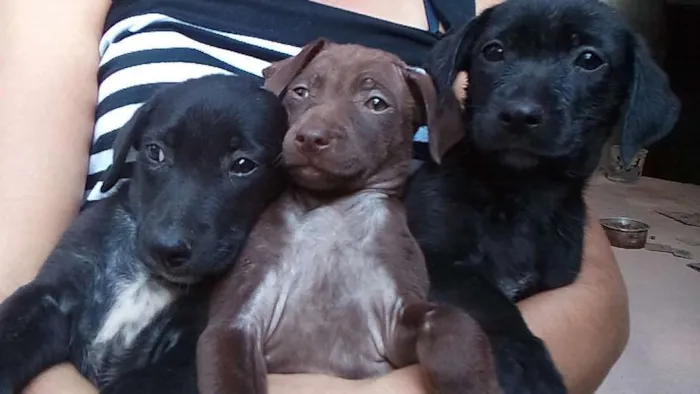 Cachorro raça não definida idade 2 a 6 meses nome sem nome