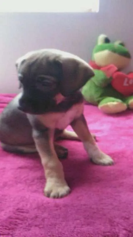 Cachorro ra a SrdMIX idade  nome Filhotes