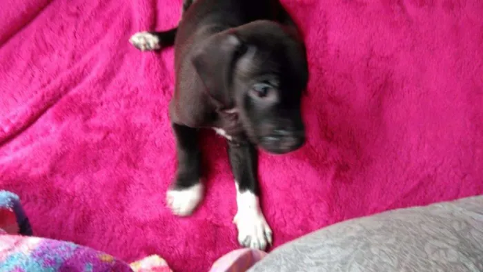 Cachorro ra a SrdMIX idade  nome Filhotes