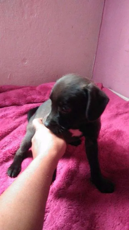 Cachorro ra a SrdMIX idade  nome Filhotes